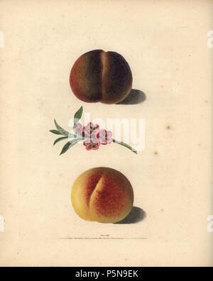 Pfirsich Sorten, Prunus Persica: Gallande, Blüten und hervorragende Royal. Papierkörbe Walze Gravur einer Illustration von George Brookshaw aus seinem eigenen "Pomona Britannica", London, Longman, Hurst, etc., 1817. Die quarto Edition des ursprünglichen folio Ausgabe von 1804-1812 veröffentlicht. Brookshaw (1751-1823) war ein erfolgreicher Schreiner, die im Jahre 1790 verschwand s vor wie eine Blume Maler mit dem anonymen "Neue Abhandlung über Blumen Gemälde' 1797 wieder. Stockfoto