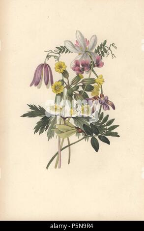 Buschwindröschen (Anemone officinalis), Bush Wicke (Vicia Sepium) und Schlüsselblume (Primula Veris). Papierkörbe botanischen Abbildung gezeichnet und von William Clark von 'MRebecca Hey oral von Blumen eingraviert, "London, Longman, Rees, 1833. Rebecca Hey war eine viktorianische Schriftsteller, Dichter und Künstler, der schrieb "Geist der Wälder" 1837 und "Erinnerungen an den Seen' 1841. William Clark war ehemaliger Verfasser des Londoner Gartenbaugesellschaft und illustriert viele botanische Bücher, die in den 1820er und 1830er Jahren. Stockfoto