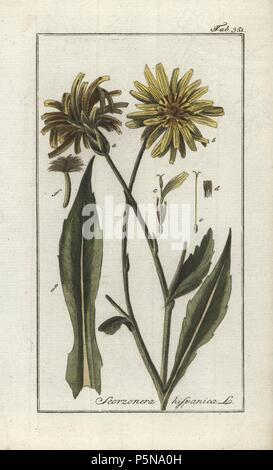 Schwarz oder Spanisch, Schwarzwurzeln, Schwarzwurzel hispanica. Papierkörbe Kupferstich botanischen Gravur von Johannes Zorn's 'Afbeelding der Artseny-Gewassen", Jan Christiaan Sepp, Amsterdam, 1796. Zorn zuerst veröffentlicht seine medizinischen Botanik in Nürnberg im Jahr 1780 illustriert mit 500 Platten und eine niederländische Ausgabe, gefolgt 1796 von J.C. veröffentlicht. Sepp mit einem zusätzlichen 100 Platten. Zorn (1739-1799) war ein deutscher Apotheker und Botaniker, der medizinische Pflanzen aus ganz Europa für seinen "Icones plantarum medicinalium" für Apotheker und Ärzte gesammelt. Stockfoto