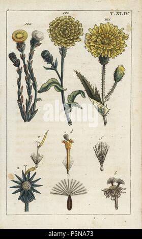 Habichtskraut oxtongue, Picris hieracioides 120, Mais gänsedistel Sonchus arvensis, 121, und Huflattich, Tussilago farfarra 122. Papierkörbe Kupferstich eines botanischen Illustration von G. T. Wilhelm's 'Unterhaltungen aus der Naturgeschichte" (Enzyklopädie), Augsburg, 1811. Gottlieb Tobias Wilhelm (1758-1811) war ein Geistlicher und Naturforscher in Augsburg, Bayern. Stockfoto