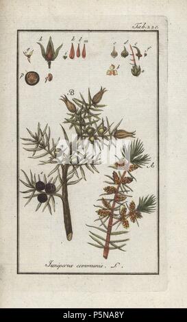 Wacholder, Juniperus communis. Papierkörbe Kupferstich botanischen Gravur von Johannes Zorn's 'Afbeelding der Artseny-Gewassen", Jan Christiaan Sepp, Amsterdam, 1796. Zorn zuerst veröffentlicht seine medizinischen Botanik in Nürnberg im Jahr 1780 illustriert mit 500 Platten und eine niederländische Ausgabe, gefolgt 1796 von J.C. veröffentlicht. Sepp mit einem zusätzlichen 100 Platten. Zorn (1739-1799) war ein deutscher Apotheker und Botaniker, der medizinische Pflanzen aus ganz Europa für seinen "Icones plantarum medicinalium" für Apotheker und Ärzte gesammelt. Stockfoto