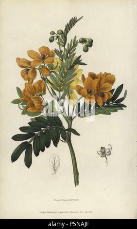 Duftenden Cassia, Senna odorata. Papierkörbe botanischen Abbildung gezeichnet und von William Clark von Richard Morris' Flora Conspicua' London, Longman, Rees, 1826 eingraviert. William Clark war ehemaliger Verfasser des Londoner Gartenbaugesellschaft und illustriert viele botanische Bücher, die in den 1820er und 1830er Jahren. Stockfoto