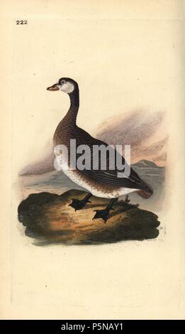 Kanadagans, Branta canadensis. Papierkörbe Kupferstich erstellt und von Edward Donovan aus seinem eigenen "natürliche Geschichte der britischen Vögel eingraviert, "London, 1794-1819. Edward Donovan (1768-1837) war ein anglo-irischen Bewunderer der Zoologe, Schriftsteller, Künstler und Graveur. Er schrieb und illustrierte eine Reihe von Volumes auf Vögel, Fische, Muscheln und Insekten, sein eigenes Museum für Naturgeschichte in London eröffnet, aber später fiel er auf harte Zeiten und starb mittellos. Stockfoto