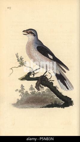 Great Grey shrike (weiblich), Lanius excubitor. Papierkörbe Kupferstich erstellt und von Edward Donovan aus seinem eigenen "natürliche Geschichte der britischen Vögel eingraviert, "London, 1794-1819. Edward Donovan (1768-1837) war ein anglo-irischen Bewunderer der Zoologe, Schriftsteller, Künstler und Graveur. Er schrieb und illustrierte eine Reihe von Volumes auf Vögel, Fische, Muscheln und Insekten, sein eigenes Museum für Naturgeschichte in London eröffnet, aber später fiel er auf harte Zeiten und starb mittellos. Stockfoto