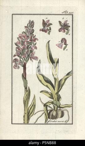 Grün - orchid Winged, Anacamptis morio. Papierkörbe Kupferstich botanischen Gravur von Johannes Zorn's 'Afbeelding der Artseny-Gewassen", Jan Christiaan Sepp, Amsterdam, 1796. Zorn zuerst veröffentlicht seine medizinischen Botanik in Nürnberg im Jahr 1780 illustriert mit 500 Platten und eine niederländische Ausgabe, gefolgt 1796 von J.C. veröffentlicht. Sepp mit einem zusätzlichen 100 Platten. Zorn (1739-1799) war ein deutscher Apotheker und Botaniker, der medizinische Pflanzen aus ganz Europa für seinen "Icones plantarum medicinalium" für Apotheker und Ärzte gesammelt. Stockfoto