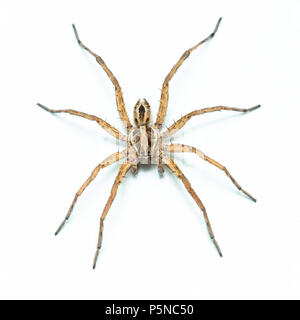 Wolf Spider 45 Grad Profil mit weißem Hintergrund Stockfoto