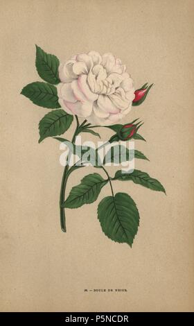 Boule de Neige, snowball Rose, Hybrid von Monsieur Lacharme von Lyon im Jahr 1867 angehoben. Chromolithograph gezeichnet und Lithographierten nach der Natur von F. Grobon von Hippolyte Jamain und Eugene Forney's "Les Roses", Paris, J. Rothschild, 1873. Jamain war ein rosenzüchter und Forney ein Professor der baumzucht. François Frédéric Grobon (1815-1901) ließ seinen eigenen Atelier und illustrierte 'fleurs' nach der Redoute mit seinem Bruder Anthelme als grobon Freres. Stockfoto