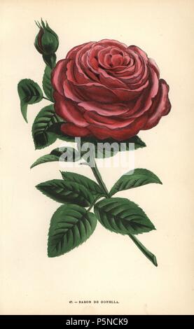 Baron de Gonella Rose, Vielfalt der Ile-Bourbon Rose, von Monsieur Guillot Sr. in Lyon im Jahr 1859 angehoben. Chromolithograph gezeichnet und Lithographierten nach der Natur von F. Grobon von Hippolyte Jamain und Eugene Forney's "Les Roses", Paris, J. Rothschild, 1873. Jamain war ein rosenzüchter und Forney ein Professor der baumzucht. François Frédéric Grobon (1815-1901) ließ seinen eigenen Atelier und illustrierte 'fleurs' nach der Redoute mit seinem Bruder Anthelme als grobon Freres. Stockfoto