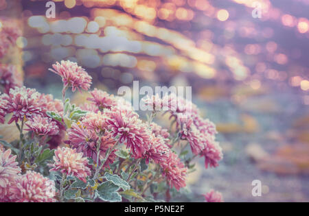 Herbst gefrorene Blumen Stockfoto