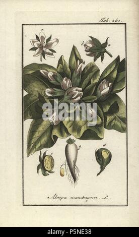 Mandrake, Mandragora officinarum, Blüte und Wurzel. Papierkörbe Kupferstich botanischen Gravur von Johannes Zorn's 'Afbeelding der Artseny-Gewassen", Jan Christiaan Sepp, Amsterdam, 1796. Zorn zuerst veröffentlicht seine medizinischen Botanik in Nürnberg im Jahr 1780 illustriert mit 500 Platten und eine niederländische Ausgabe, gefolgt 1796 von J.C. veröffentlicht. Sepp mit einem zusätzlichen 100 Platten. Zorn (1739-1799) war ein deutscher Apotheker und Botaniker, der medizinische Pflanzen aus ganz Europa für seinen "Icones plantarum medicinalium" für Apotheker und Ärzte gesammelt. Stockfoto