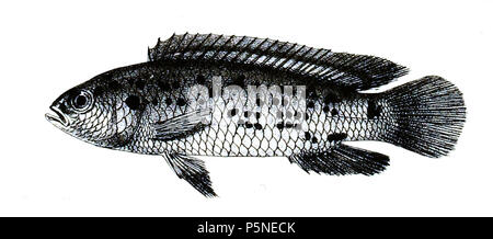 N/A. Die Namen der Arten/Identität notwendig. Die ursprüngliche Platten zeigten die Fische nach rechts und hier gedreht wurden. Badis Buchanani. 1878. George Henry Ford (1808 - 1876) Alternative Namen G. H. Ford Beschreibung Künstler Datum der Geburt / Tod 20. Mai 1808 1876 Ort der Geburt / Todes Cape Colony London Authority control: Q VIAF: 317102730 17105498 LCCN: n 2015185868 WorldCat 161 Badis buchanani Ford 31. Stockfoto