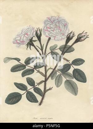 Bunte moss Rose, Rosa muscosa Variegata. Papierkörbe Kupferstich botanischen gezeichnet, graviert und von Henry Charles Andrews farbige für seine eigenen' Rosen, eine Monographie der Gattung Rosa", London, 1806. Andrews war ein englischer Botaniker, Künstler und Graveur, der Botaniker Repository" von 1797 bis 1812 und separate Volumes auf Rosen, Geranien und Heide veröffentlicht. Stockfoto