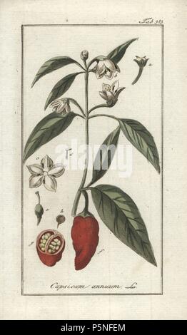 Chili und Paprika, Capsicum annuum. Papierkörbe Kupferstich botanischen Gravur von Johannes Zorn's 'Afbeelding der Artseny-Gewassen", Jan Christiaan Sepp, Amsterdam, 1796. Zorn zuerst veröffentlicht seine medizinischen Botanik in Nürnberg im Jahr 1780 illustriert mit 500 Platten und eine niederländische Ausgabe, gefolgt 1796 von J.C. veröffentlicht. Sepp mit einem zusätzlichen 100 Platten. Zorn (1739-1799) war ein deutscher Apotheker und Botaniker, der medizinische Pflanzen aus ganz Europa für seinen "Icones plantarum medicinalium" für Apotheker und Ärzte gesammelt. Stockfoto