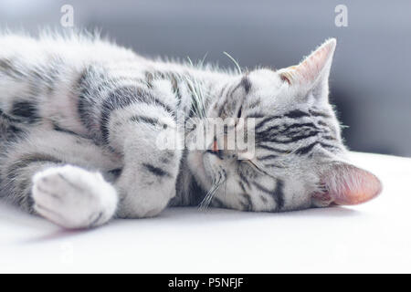 Britisch Kurzhaar silver tabby Cat schließen, Schlafen Stockfoto