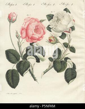 Deutsche Rosa Centifolia Rose, Rosa centifolia germanica, und weiße einzigartige Rose, Rosa Unica. Papierkörbe Kupferstich aus eine Illustration aus der Natur durch Stark von bertuch's 'Bilderbuch pelz Kinder" (Bilderbuch für Kinder), Weimar, 1790-1830 gezogen. Johann Friedrich Bertuch (1747-1822) war ein deutscher Verleger und Mann der Künste berühmt für seine 12-Band Enzyklopädie für Kinder mit 1.200 illustrierte gravierte Schilder auf natürliche Geschichte, Wissenschaft, Kostüm, Mythologie, etc. Stockfoto