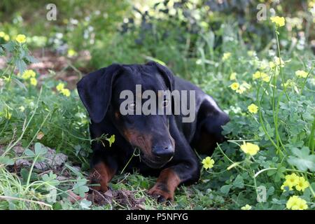 Ein Hund liegt im Bereich und frisst Gras Stockfoto