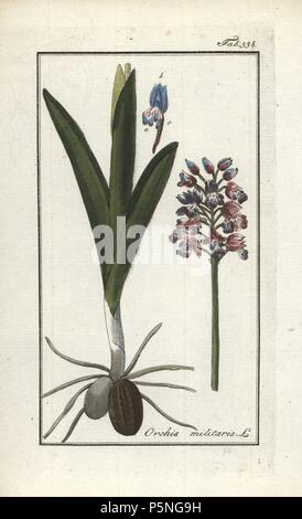 Helm-knabenkraut, Orchis militaris. Papierkörbe Kupferstich botanischen Gravur von Johannes Zorn's 'Afbeelding der Artseny-Gewassen", Jan Christiaan Sepp, Amsterdam, 1796. Zorn zuerst veröffentlicht seine medizinischen Botanik in Nürnberg im Jahr 1780 illustriert mit 500 Platten und eine niederländische Ausgabe, gefolgt 1796 von J.C. veröffentlicht. Sepp mit einem zusätzlichen 100 Platten. Zorn (1739-1799) war ein deutscher Apotheker und Botaniker, der medizinische Pflanzen aus ganz Europa für seinen "Icones plantarum medicinalium" für Apotheker und Ärzte gesammelt. Stockfoto