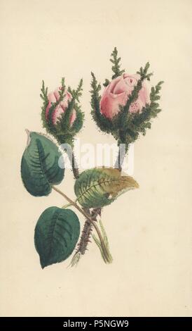 Moss Rose, Rosa Muscosa. Papierkörbe Gravur von James Andrews für John Stevens Henslow's 'Bouquet des Souvenirs", London, 1840. Henslow (17961861) wurde an der Universität von Cambridge ausgebildet und kam es zu lehren, Lehrstuhl für Mineralogie in 1822 und Lehrstuhl für Botanik im Jahre 1825. Seine Vorlesungen wurden von einem jungen Charles Darwin besucht. James Andrews war ein begabter botanischen Künstler, der seine Talente auf Geschenk Bücher verschleudert. Stockfoto