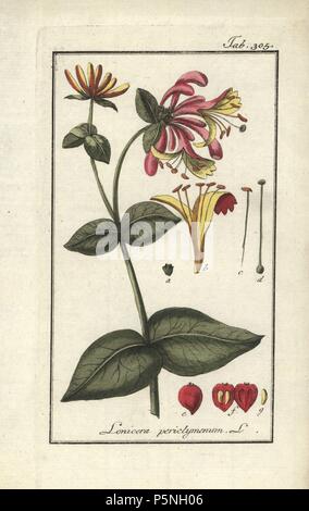 Honeysuckle, Lonicera periclymenum. Papierkörbe Kupferstich botanischen Gravur von Johannes Zorn's 'Afbeelding der Artseny-Gewassen", Jan Christiaan Sepp, Amsterdam, 1796. Zorn zuerst veröffentlicht seine medizinischen Botanik in Nürnberg im Jahr 1780 illustriert mit 500 Platten und eine niederländische Ausgabe, gefolgt 1796 von J.C. veröffentlicht. Sepp mit einem zusätzlichen 100 Platten. Zorn (1739-1799) war ein deutscher Apotheker und Botaniker, der medizinische Pflanzen aus ganz Europa für seinen "Icones plantarum medicinalium" für Apotheker und Ärzte gesammelt. Stockfoto