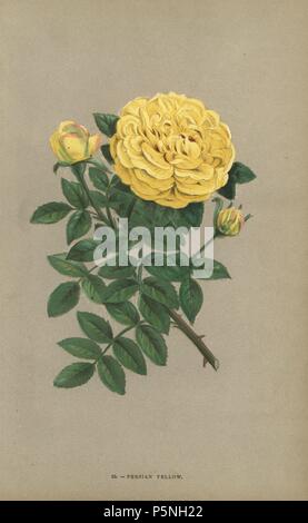 Persische gelbe Rose, Jaune de Perse, aus Persien nach England im Jahr 1833 eingeführt und im Jahr 1842 in Frankreich. Chromolithograph gezeichnet und Lithographierten nach der Natur von F. Grobon von Hippolyte Jamain und Eugene Forney's "Les Roses", Paris, J. Rothschild, 1873. Jamain war ein rosenzüchter und Forney ein Professor der baumzucht. François Frédéric Grobon (1815-1901) ließ seinen eigenen Atelier und illustrierte 'fleurs' nach der Redoute mit seinem Bruder Anthelme als grobon Freres. Stockfoto