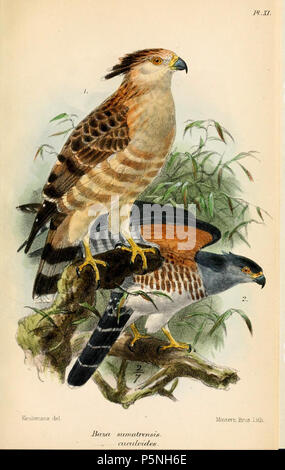 N/A. 1. (Oben) Baza sumatrensis Lafr. = Aviceda jerdoni jerdoni (Blyth, 1842) 2. (Unten) [Baza] cuculoides Sw. = Aviceda cuculoides cuculoides (Swainson, 1837) Englisch: Jerdon's Baza (oben), Afrikanische Kuckuck - Hawk (unten). 1874. John gerrard Keulemans (1842-1912) Alternative Namen Johannes Gerardus Keulemans; J. G. Keulemans Beschreibung niederländische Ornithologe und Künstler Geburtsdatum / Tod vom 8. Juni 1842 29. Dezember 1912 Ort der Geburt / Tod Rotterdam London Authority control: Q 1335286 VIAF: 42113661 ISNI: 0000 0000 6313 981 X ULAN: 500041975 98083374 LCCN: keine NLA: 35268760 WorldCat Rich Stockfoto