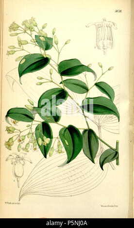 N/A. Englisch: Behnia reticulata (Thunb.) Didr. [Als Dictyopsis thunbergii Harvey ex Hook. w.] Curtis's Botanical Magazine, Vol. 93 [ser. 3, Bd. 23]: t. 5638 (1867). 1867. Walter Hood Fitch (1817-1892) 183 Behnia reticulata 01. Stockfoto