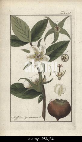 Gemeinsame Mispel, Mespilus germanica. Papierkörbe Kupferstich botanischen Gravur von Johannes Zorn's 'Afbeelding der Artseny-Gewassen", Jan Christiaan Sepp, Amsterdam, 1796. Zorn zuerst veröffentlicht seine medizinischen Botanik in Nürnberg im Jahr 1780 illustriert mit 500 Platten und eine niederländische Ausgabe, gefolgt 1796 von J.C. veröffentlicht. Sepp mit einem zusätzlichen 100 Platten. Zorn (1739-1799) war ein deutscher Apotheker und Botaniker, der medizinische Pflanzen aus ganz Europa für seinen "Icones plantarum medicinalium" für Apotheker und Ärzte gesammelt. Stockfoto