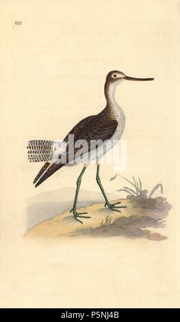 Gemeinsame greenshank, Tringa nebularia. Papierkörbe Kupferstich erstellt und von Edward Donovan aus seinem eigenen "natürliche Geschichte der britischen Vögel eingraviert, "London, 1794-1819. Edward Donovan (1768-1837) war ein anglo-irischen Bewunderer der Zoologe, Schriftsteller, Künstler und Graveur. Er schrieb und illustrierte eine Reihe von Volumes auf Vögel, Fische, Muscheln und Insekten, sein eigenes Museum für Naturgeschichte in London eröffnet, aber später fiel er auf harte Zeiten und starb mittellos. Stockfoto