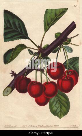 Ende Duke cherry, Prunus avium. Papierkörbe Kupferstich von S. Watt aus botanischer Illustration von Augusta Widerristhöhe von John lindley's 'Pomologischen Magazin", James Ridgway, London, 1828. Das Magazin wurde in drei Bänden von 1828 bis 1830 veröffentlicht und an Platte 152 abgebrochen wegen eines Streits zwischen den Editoren. Lindley (1795-1865) war ein englischer Botaniker und Gärtner, der Bücher über Rosen, Orchideen veröffentlicht, und Obst. Frau Widerrist (1793-1877) war ein bedeutender Viktorianischen botanical Artist und Blume Maler in gewöhnlichen zur Königin Adelaide. Stockfoto