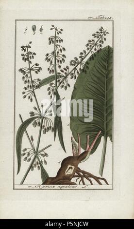 Western dock, Rumex aquaticus. Papierkörbe Kupferstich botanischen Gravur von Johannes Zorn's 'Afbeelding der Artseny-Gewassen", Jan Christiaan Sepp, Amsterdam, 1796. Zorn zuerst veröffentlicht seine medizinischen Botanik in Nürnberg im Jahr 1780 illustriert mit 500 Platten und eine niederländische Ausgabe, gefolgt 1796 von J.C. veröffentlicht. Sepp mit einem zusätzlichen 100 Platten. Zorn (1739-1799) war ein deutscher Apotheker und Botaniker, der medizinische Pflanzen aus ganz Europa für seinen "Icones plantarum medicinalium" für Apotheker und Ärzte gesammelt. Stockfoto