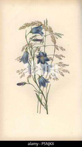 Harebell, Campanula rotundifolia, und Gras Sorten, Gramen. Papierkörbe botanischen Abbildung gezeichnet und von William Clark von 'MRebecca Hey oral von Blumen eingraviert, "London, Longman, Rees, 1833. Frau Rebecca Hey war eine viktorianische Schriftsteller, Dichter und Künstler, der schrieb "Geist der Wälder" 1837 und "Erinnerungen an den Seen' 1841. William Clark war ehemaliger Verfasser des Londoner Gartenbaugesellschaft und illustriert viele botanische Bücher, die in den 1820er und 1830er Jahren. Stockfoto