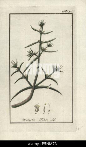 Russische Distel, Salsola Kali. Papierkörbe Kupferstich botanischen Gravur von Johannes Zorn's 'Afbeelding der Artseny-Gewassen", Jan Christiaan Sepp, Amsterdam, 1796. Zorn zuerst veröffentlicht seine medizinischen Botanik in Nürnberg im Jahr 1780 illustriert mit 500 Platten und eine niederländische Ausgabe, gefolgt 1796 von J.C. veröffentlicht. Sepp mit einem zusätzlichen 100 Platten. Zorn (1739-1799) war ein deutscher Apotheker und Botaniker, der medizinische Pflanzen aus ganz Europa für seinen "Icones plantarum medicinalium" für Apotheker und Ärzte gesammelt. Stockfoto