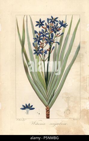 Nivenia corymbosa, beheimatet in Südafrika. Papierkörbe Walze Gravur auf Kupfer durch Barrois aus botanischer Illustration von Pancrace Bessa aus Mordant de Launay' Herbier General de l 'Amateure' Audot, Paris, 1820. Die herbier war von 1810 bis 1827 veröffentlicht und von Mordant de Launay und Loiseleur-Deslongchamps bearbeitet werden. Bessa (1772-1830), zusammen mit Redoute und Turpin, ist einer der größten französischen botanischen Künstler des 19. Jahrhunderts angesehen. Stockfoto