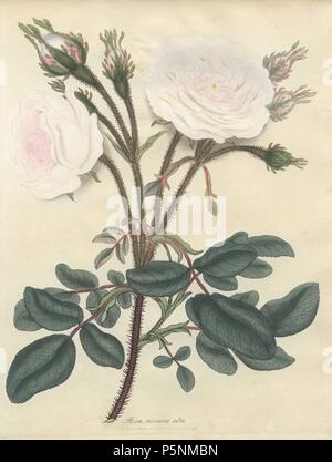 White Moss Rose, Rosa muscosa Alba. Papierkörbe Kupferstich botanischen gezeichnet, graviert und von Henry Charles Andrews farbige für seine eigenen' Rosen, eine Monographie der Gattung Rosa", London, 1806. Andrews war ein englischer Botaniker, Künstler und Graveur, der Botaniker Repository" von 1797 bis 1812 und separate Volumes auf Rosen, Geranien und Heide veröffentlicht. Stockfoto