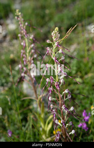 Lizard Orchid, Himantoglossum hircinum, Rascino Orchideaceae, Plateau, Latina, Latium, Italien, Europa Stockfoto