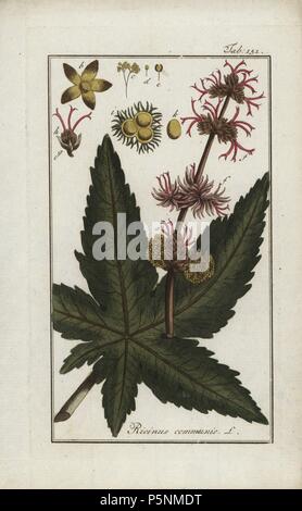 Rizinus, Ricinus communis, native auf den Mediterranena, Ostafrika und Indien. Papierkörbe Kupferstich botanischen Gravur von Johannes Zorn's 'Afbeelding der Artseny-Gewassen", Jan Christiaan Sepp, Amsterdam, 1796. Zorn zuerst veröffentlicht seine medizinischen Botanik in Nürnberg im Jahr 1780 illustriert mit 500 Platten und eine niederländische Ausgabe, gefolgt 1796 von J.C. veröffentlicht. Sepp mit einem zusätzlichen 100 Platten. Zorn (1739-1799) war ein deutscher Apotheker und Botaniker, der medizinische Pflanzen aus ganz Europa für seinen "Icones plantarum medicinalium" für Apotheker und Ärzte gesammelt. Stockfoto