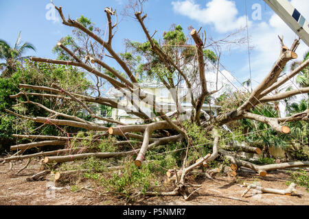 Naples, Florida, Crayton Road, Hurrikan Irma, Zerstörung durch Windschäden, umgestürzte Bäume, Entfernung, Sanierung von Sturmkatastrophen, Vorgarten, Besucher Stockfoto