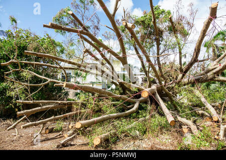 Naples, Florida, Crayton Road, Hurrikan Irma, Zerstörung durch Windschäden, umgestürzte Bäume, Entfernung, Sanierung von Sturmkatastrophen, Vorgarten, Besucher Stockfoto