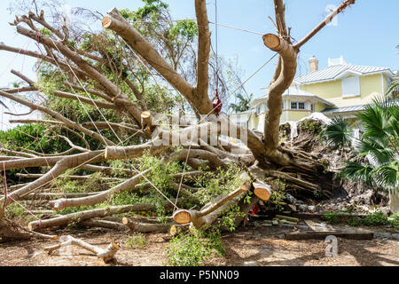 Naples, Florida, Crayton Road, Hurrikan Irma, Zerstörung durch Windschäden, umgestürzte Bäume, Entfernung, Sanierung von Sturmkatastrophen, Vorgarten, Besucher Stockfoto