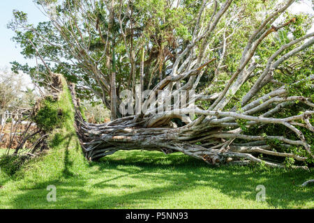 Naples, Florida, Crayton Road, Hurrikan Irma, Windsturmschäden Zerstörung nach, Sturz über großen Baum, Wurzelsystem, Rasen, FL170925065 Stockfoto