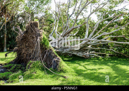 Naples, Florida, Crayton Road, Hurrikan Irma, Windsturmschäden, Zerstörung nach der Zerstörung, Sturz über großen Baum, Wurzelsystem, Rasen, FL170925066 Stockfoto