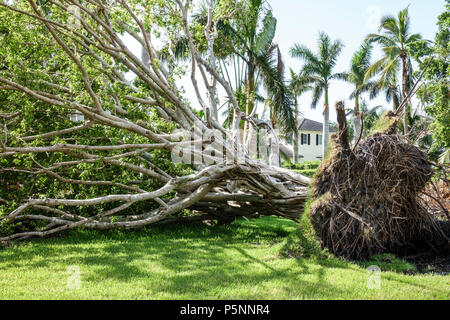 Naples Florida, Crayton Road, Hurrikan Irma, Windsturm Schäden Zerstörung Nachwirkungen, gestürzt über große Bäume, Wurzelsystem, Rasen, Besucher reisen Stockfoto