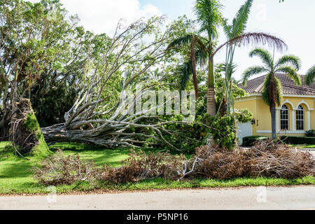 Naples, Florida, Crayton Road, Haus Häuser Haus, Hurrikan Irma, Windsturm Schäden Zerstörung Nachwirkungen, gestürzt über große Bäume, Wurzelsystem, Stockfoto