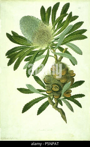 N/A. Dies ist ein Aquarell auf Papier zeichnen von Banksia serrata. Die attributierte Künstler John Frederick Miller, sondern würde die Arbeit stark auf ein teilweise farbige Skizze von Sydney Parkinson, Sir Joseph Banks' botanical Artist, der anwesend war, als der Arten im ersten auf die Botany Bay, Australien gesammelt wurde. 1773. Sydney Parkinson und John Frederick Miller 168 Banksia serrata Aquarell der Bank Florilegium Stockfoto