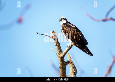 Florida, Fort Ft. Myers Beach, Fischadler Pandion haliaetus, Vogel, Raubtier, Lebensraum, hoch oben, Baumzweig, Tierwelt, FL170925091 Stockfoto