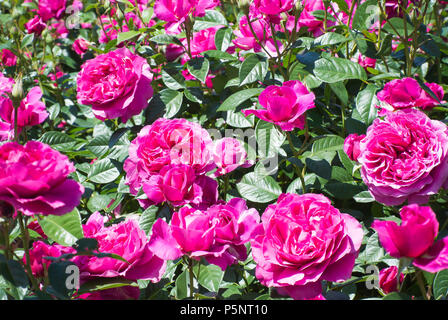 Rosen in voller Blüte. Stockfoto