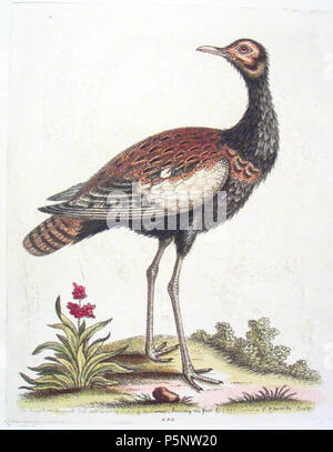 N/A. Deutsch: Das Bengalian Bustard (Bengal Florican) von George Edwards. 1755. George Edwards ( - 1773) Alternative Namen G. Edwards Beschreibung englischen Naturforscher und Künstler Geburtsdatum / Tod 3. April 1694 und 3. April 1693 vom 23. Juli 1773 Ort der Geburt / Todes Stratford London Authority control: Q 257668 VIAF: 13086266 ISNI: 0000 0000 7857 403 X ULAN: 500029410 85089987 LCCN: n Open Library: OL 4694436 ein WorldCat 186 BengalianBustardGeorgeEdwards 1755 Stockfoto