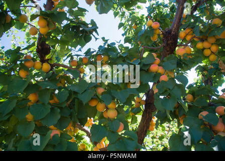 Aprikosen/Marillen Reife am Baum Stockfoto