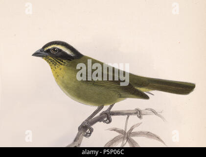 N/A. Englisch: "Chlorospingus punctulatus" = Chlorospingus punctulatus Ophthalmicus (Unterart der Gemeinsamen Bush-Tanager) Français: "Chlorospingus punctulatus" = Chlorospingus punctulatus Ophthalmicus (Sous-Espèce de Chlorospin des buissons). 1902. John gerrard Keulemans (1842-1912) Alternative Namen Johannes Gerardus Keulemans; J. G. Keulemans Beschreibung niederländische Ornithologe und Künstler Geburtsdatum / Tod vom 8. Juni 1842 29. Dezember 1912 Ort der Geburt / Tod Rotterdam London Authority control: Q 1335286 VIAF: 42113661 ISNI: 0000 0000 6313 981 X ULAN: 500041975 98083374 LCCN: keine NLA: 3 Stockfoto