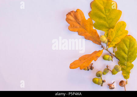 Eiche Zweige mit Blättern und Eicheln auf weißem Hintergrund. Flach, Ansicht von oben. Herbst Eichenzweig und Eicheln isoliert. Herbst Postkarte mit kopieren. Flora details Konzept. Stockfoto